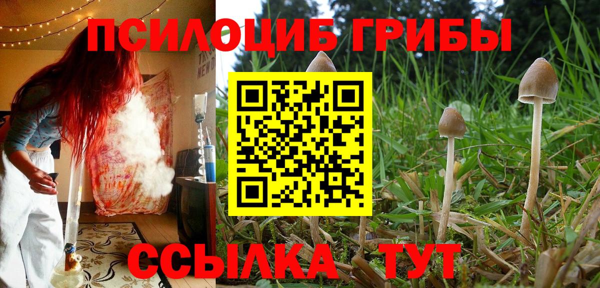 Борзя  Галлюциногенные грибы Psilocybe  Вход с VPN 